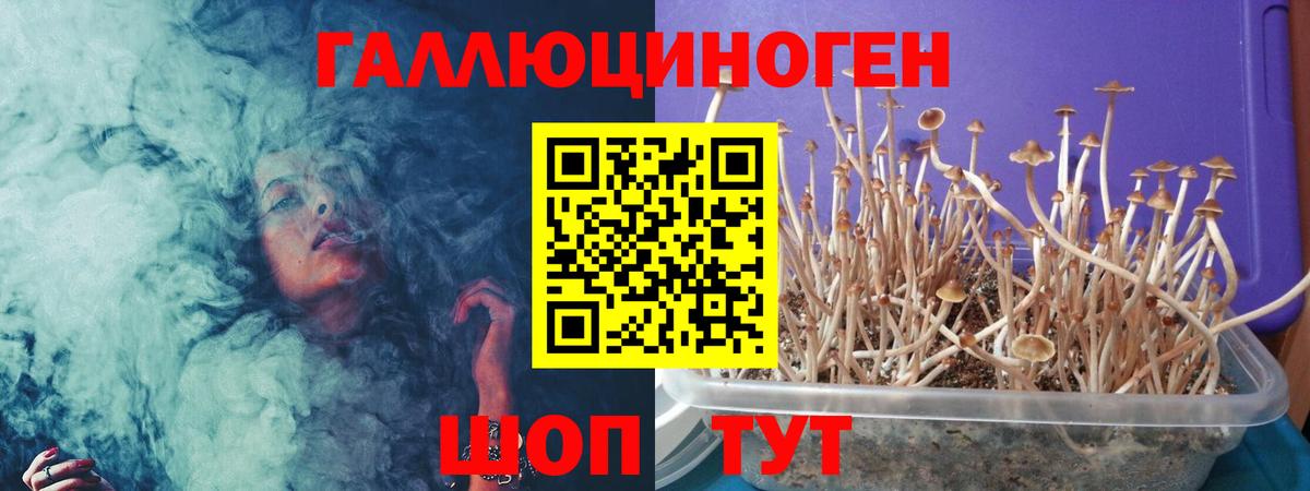 Галлюциногенные грибы MAGIC MUSHROOMS  Вход с VPN  Осинники 
